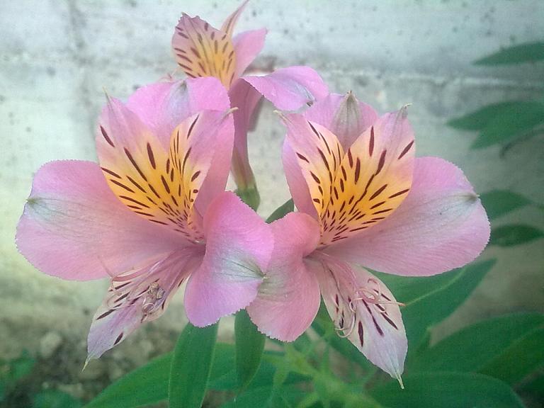 Fiori da identificare - Alstroemeria sp.